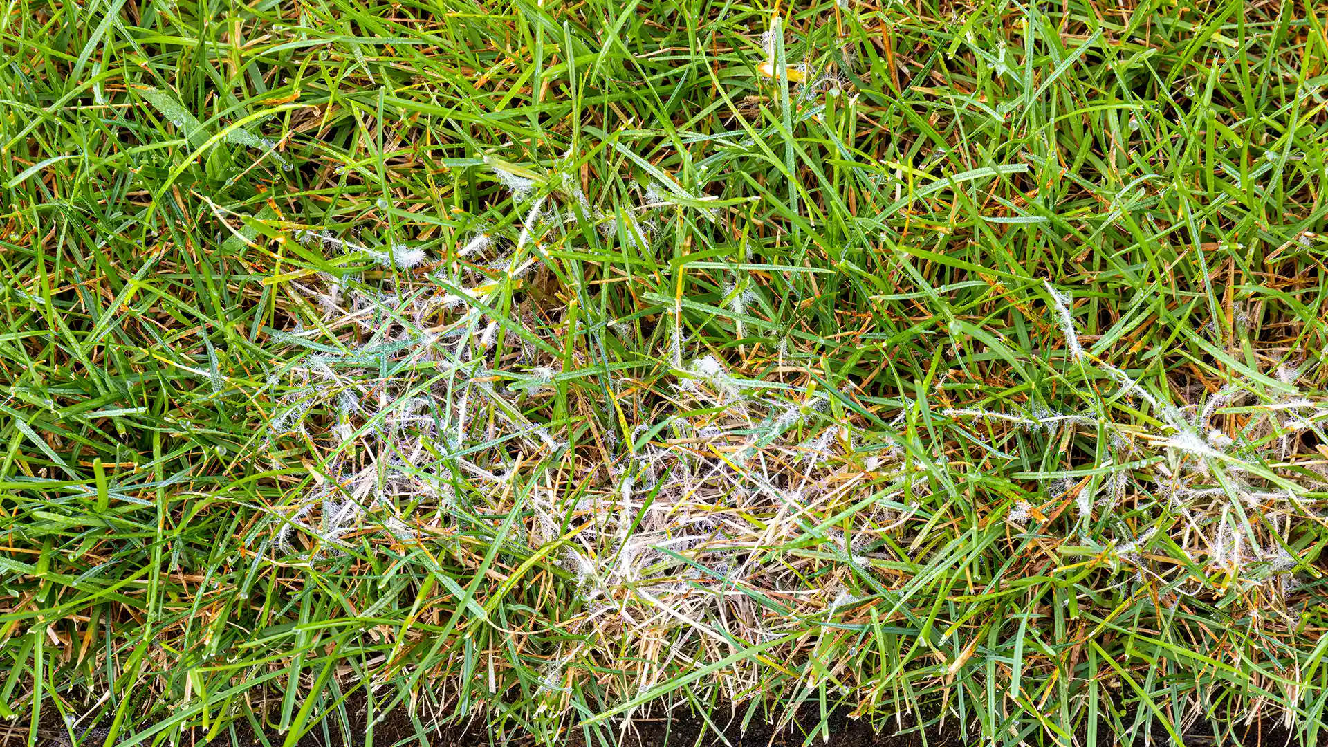 Dollar spot in grass in North Carolina by Lawn Panther