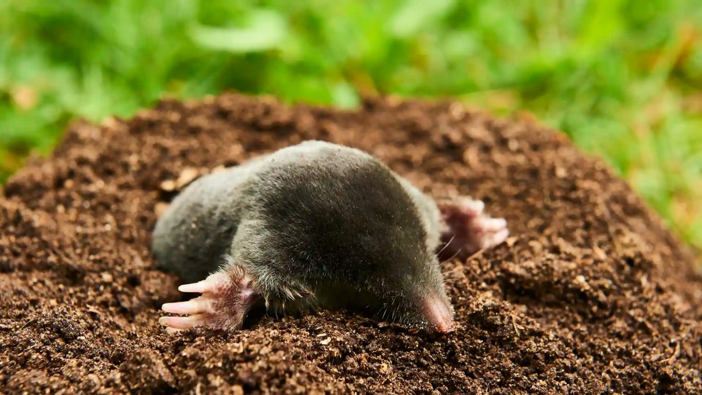 Mole in lawn eating grubs in Fuquay Varina North Carolina