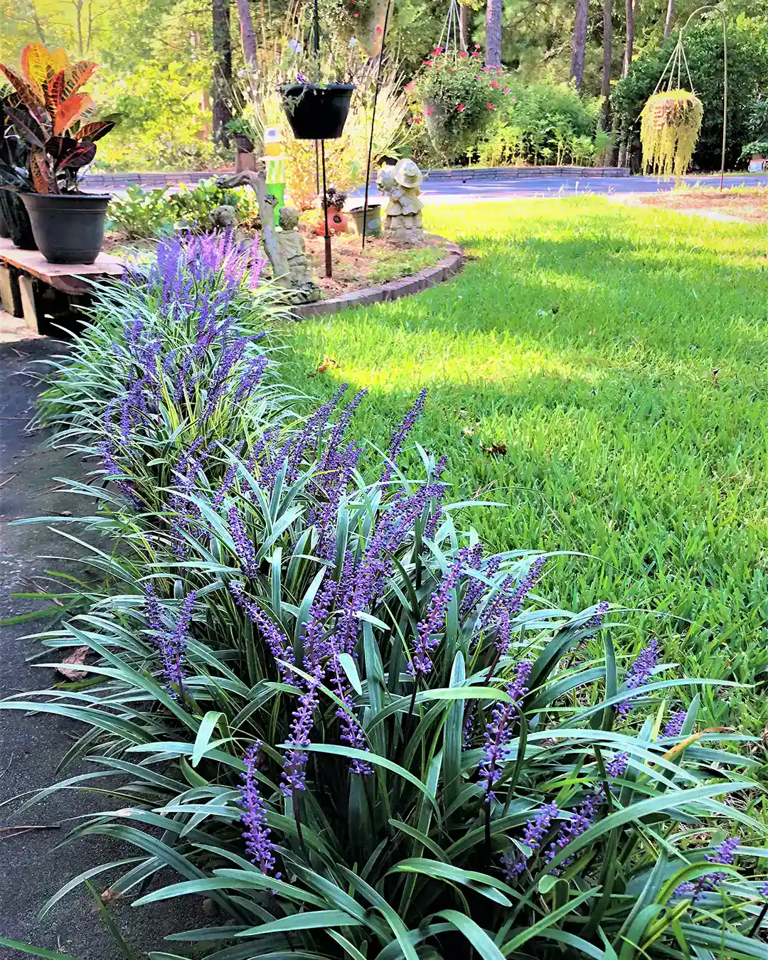 Clumping Liriope bordering the sidewalk and the lawn in North Carolina by Lawn Panther