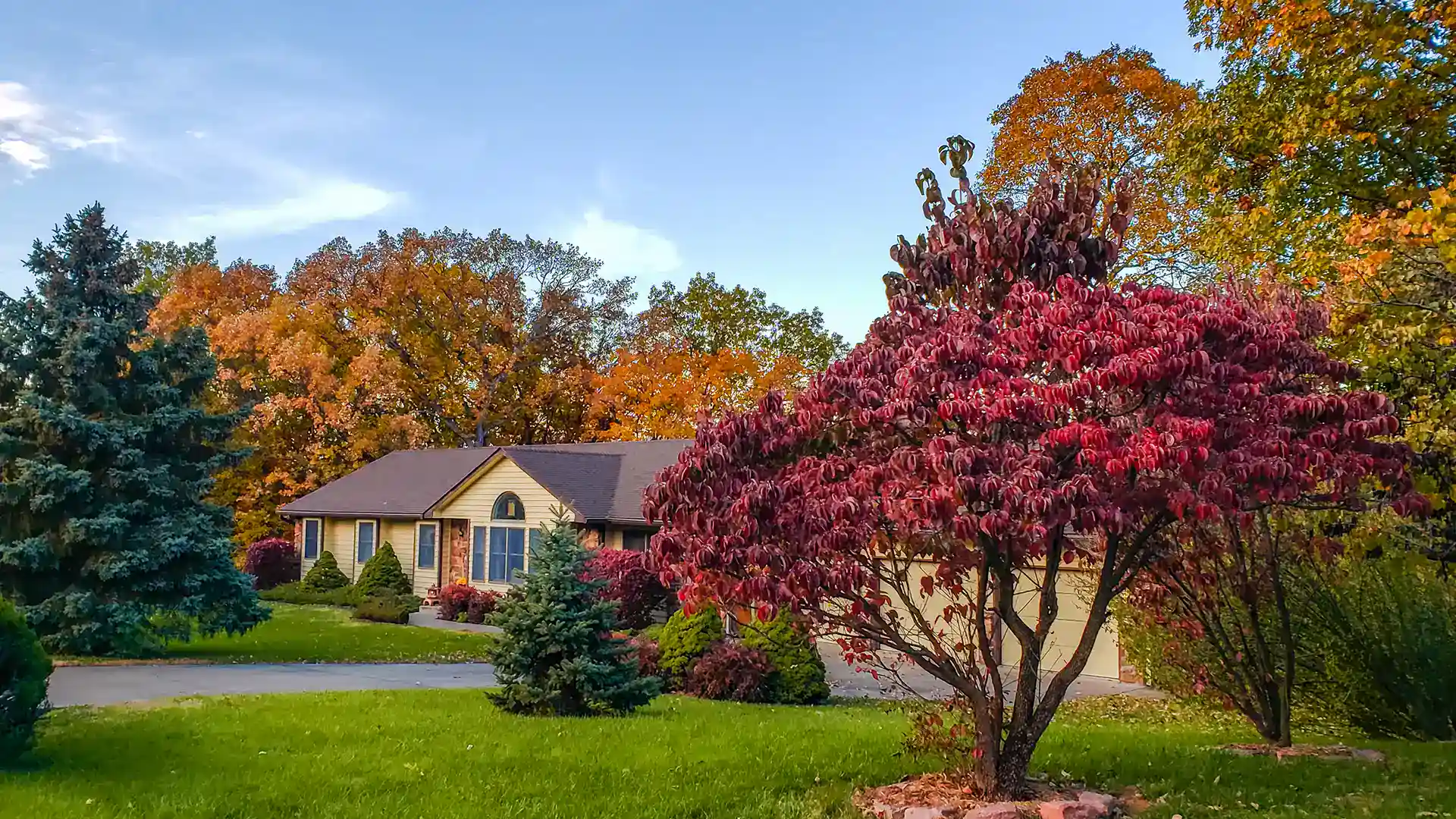 Red Japanese Maple in front of a house in Lillington NC by Lawn Panther