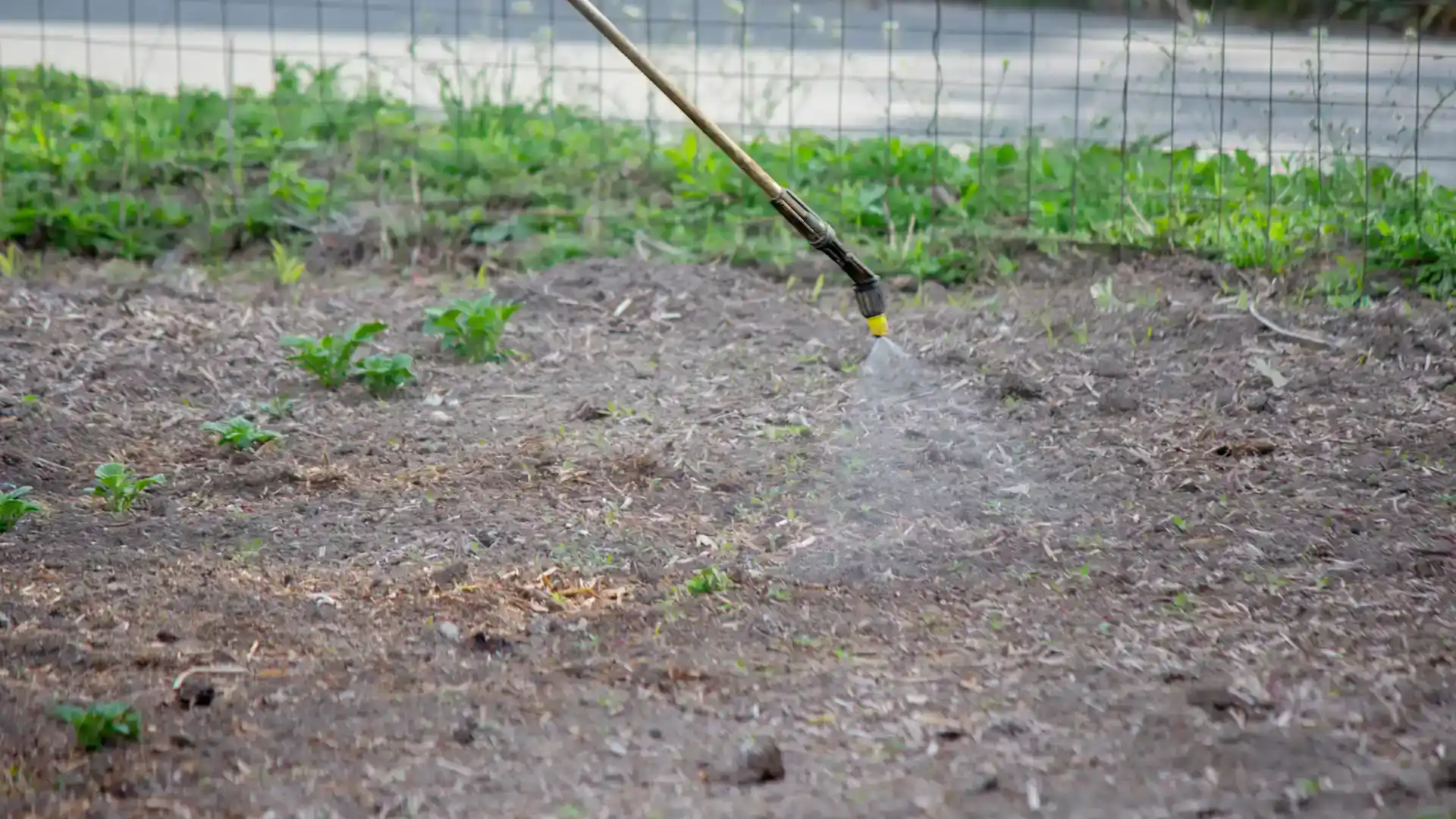 Licensed applicator spraying weed control on a North Carolina lawn