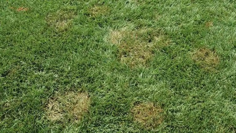 Brown patch in tall fescue in North Carolina on a lawn by Lawn Panther