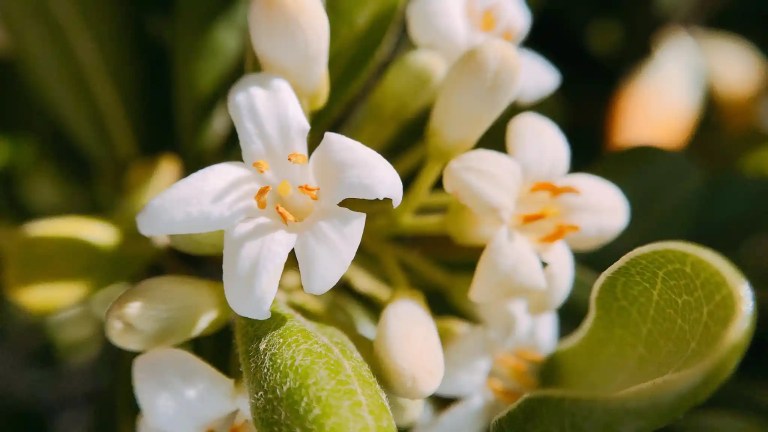 Tea Olive tree flower in North Carolina by Lawn Panther