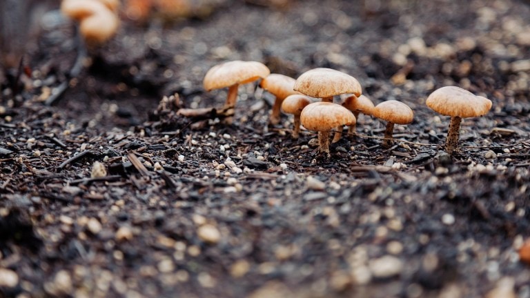 Mulch fungus in a North Carolina landscape bed by Lawn Panther
