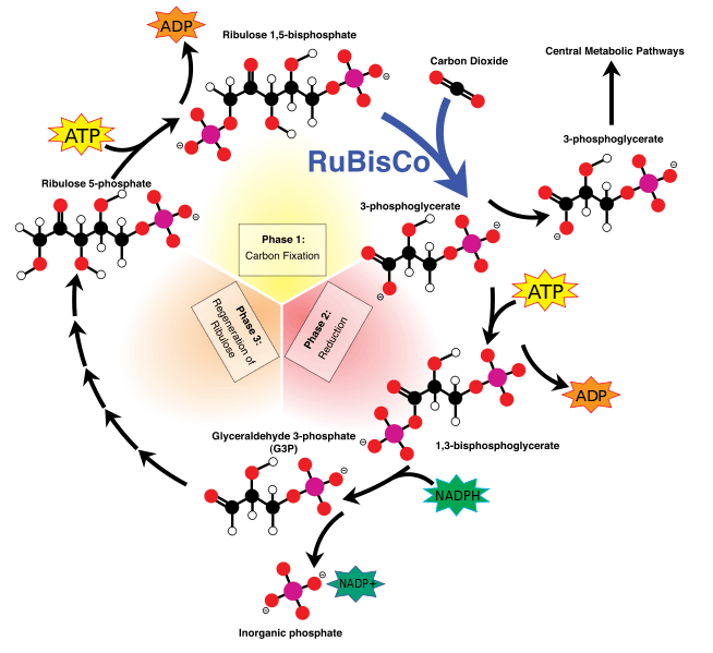 C3 Pathway (or Calvin Cycle)