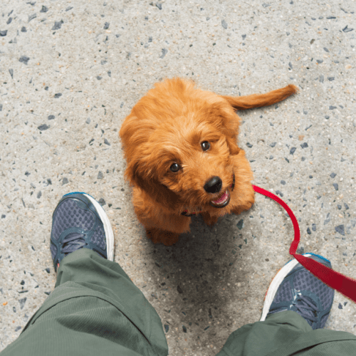 chiot en apprentissage socialisation avec autres chiens et humains