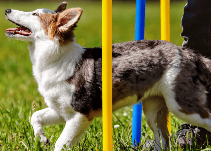 chiot en séance d’éducation canine positive apprentissage du rappel