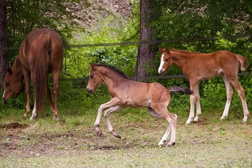 Poneys Français de selle, à La Saulce au Petit Chariot