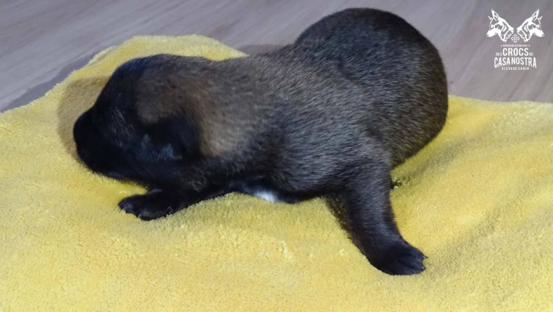 chiots olympe 02