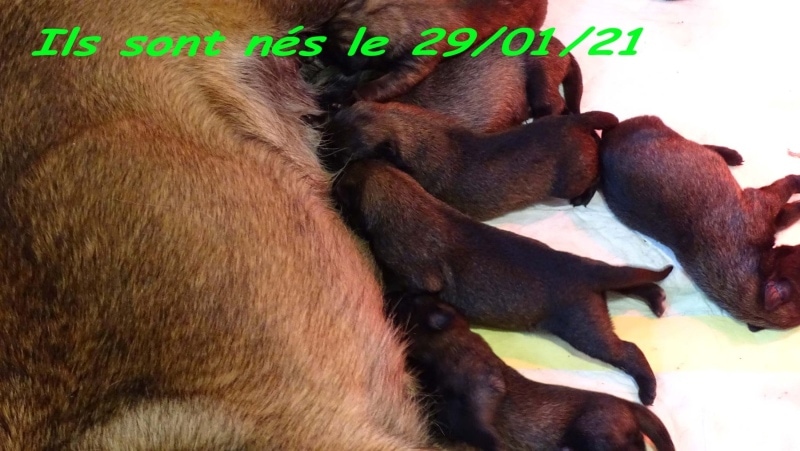 chiots-web-10-lccn