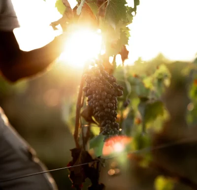 Belvedere-Raccolta-vigna-uva OBT