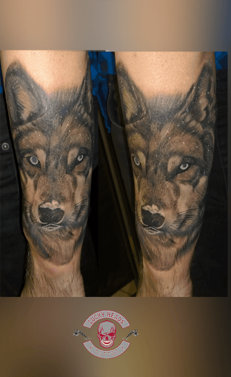 wolf