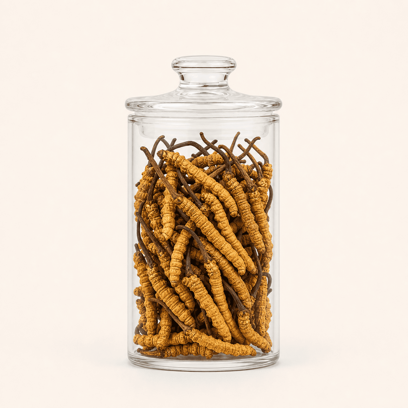 DONG CHONG XIA CAO - 冬虫夏草 - Cordyceps Sinensis