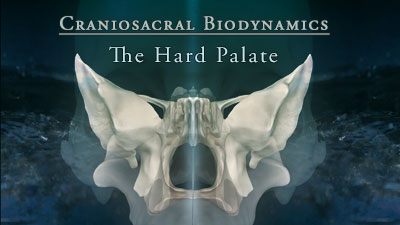 Biodynamic Craniosacral Therapy
