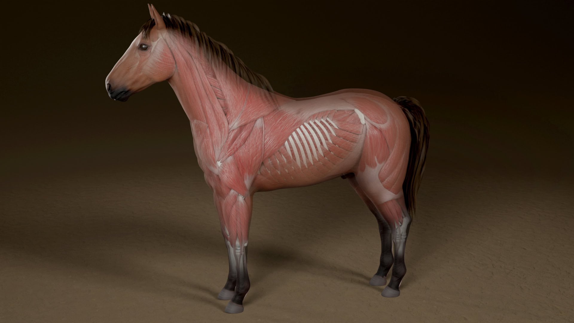 Equine muscle flow visualization