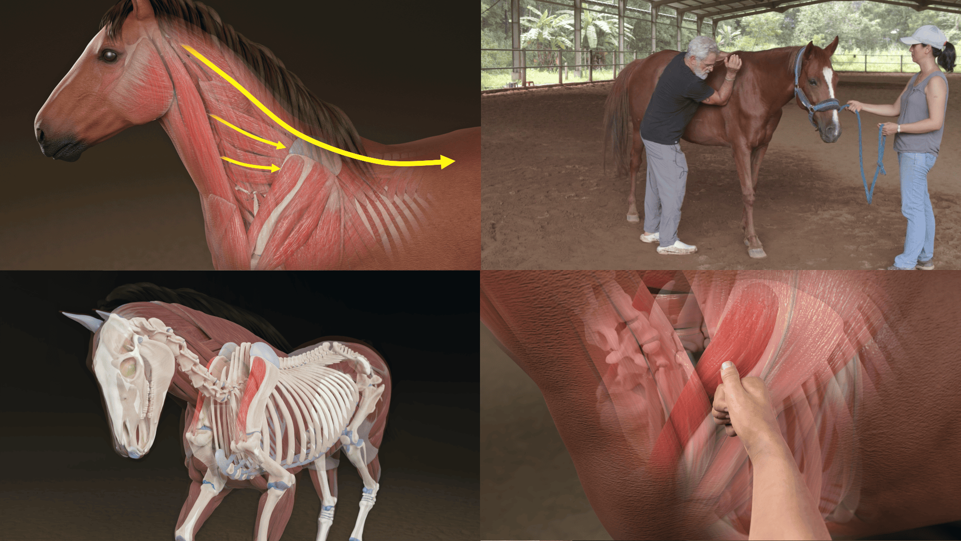 Equine Myofascial Massage