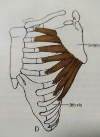שריר המסור הקדמי (serratus anterior) שריר המסור הקדמי (serratus anterior) חשוב מאוד מבחינה יציבתית וגם תפקודית