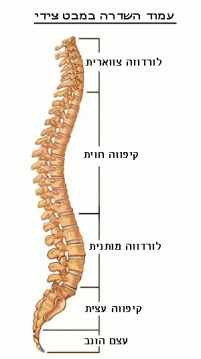 עקומות-עמוד-השדרה-מבט-סגיטלי עקומות פיזיולוגיות של עמוד השדרה במבט סגיטלי