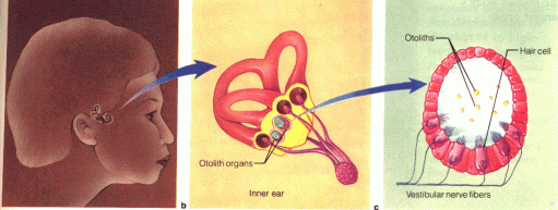 vestibular-1 המערכת הוסטיבולרית באוזן הפנימית