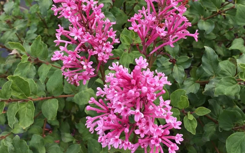 Mack Land LLC - New Deciduous Shrubs for 2019