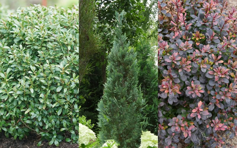 Mack Land LLC - New Evergreen Shrubs for 2019