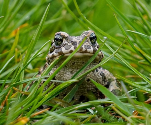 Frosch sitzt im Gras