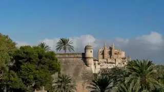 Майорка-большая-пальма-5