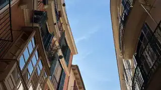 Майорка-большая-пальма-6