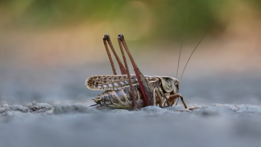 Close-up of a grasshopper swimming in water, showcasing insect agility.