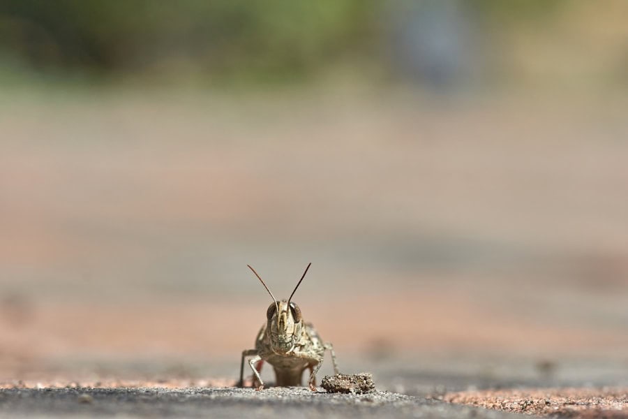 Praying Mantis Striking