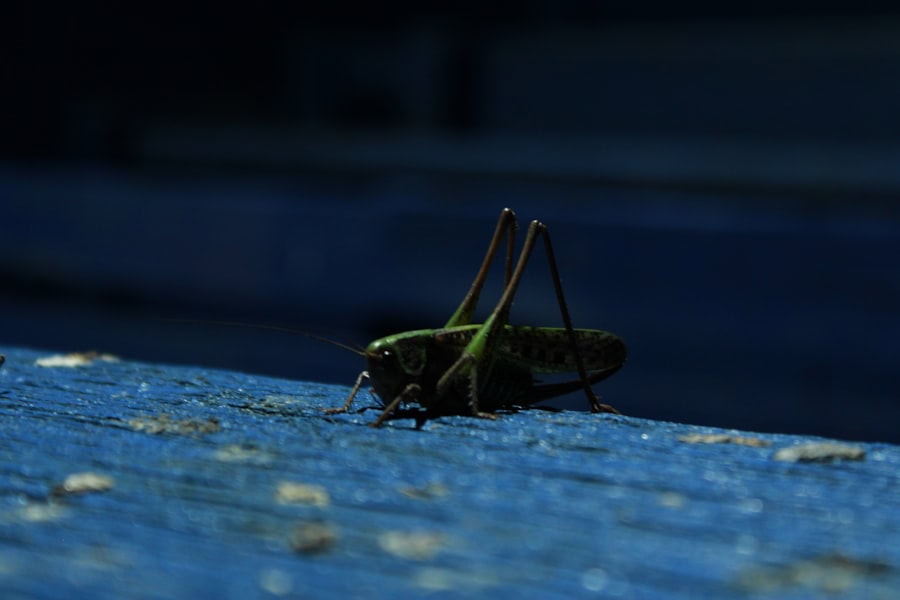 Praying Mantis Kung Fu