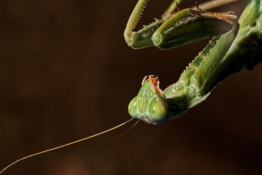 Photo Praying Mantis Kung Fu