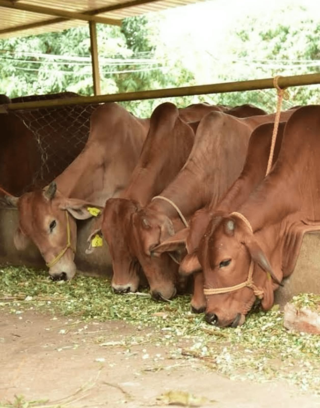Dairy farm