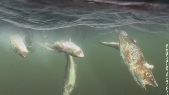 DU Fischrückwürfe2