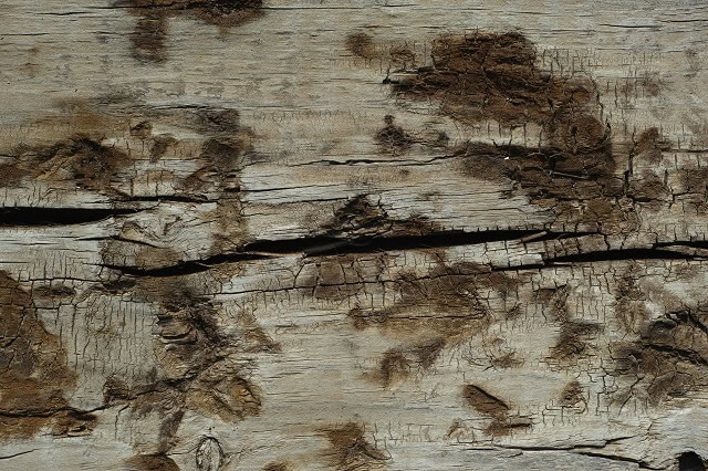 Mold Stains on Wood
