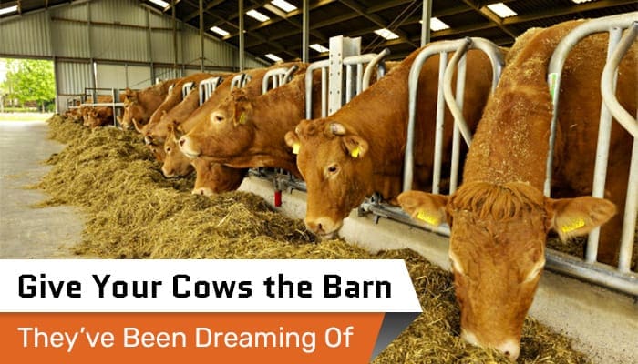 Give Your Cows the Barn They’ve Been Dreaming Of