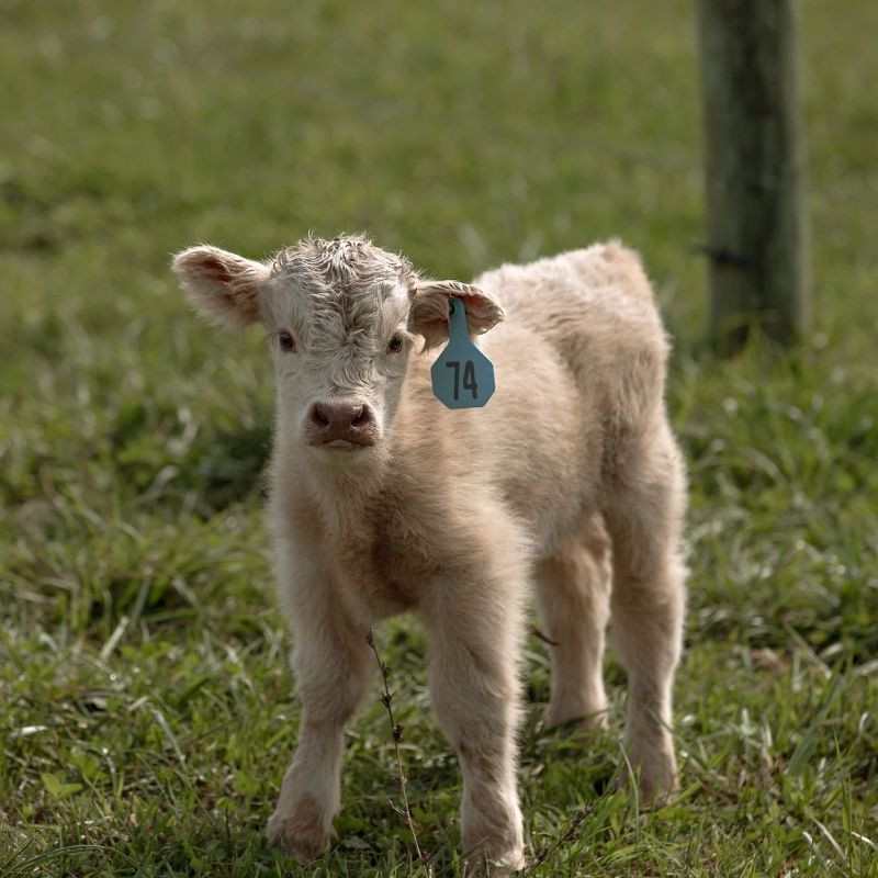Male miniature highland calf – Kaleb Male miniature highland calf - Kaleb