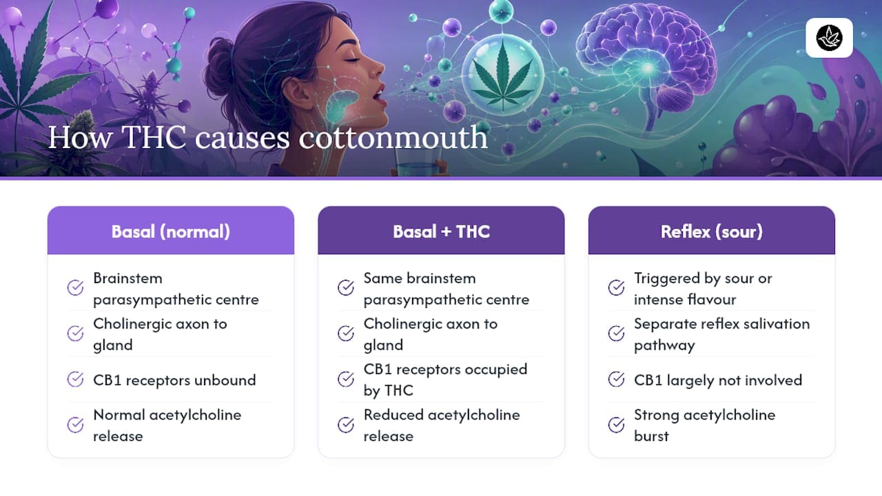 Diagram of cannabinoid effect on saliva production