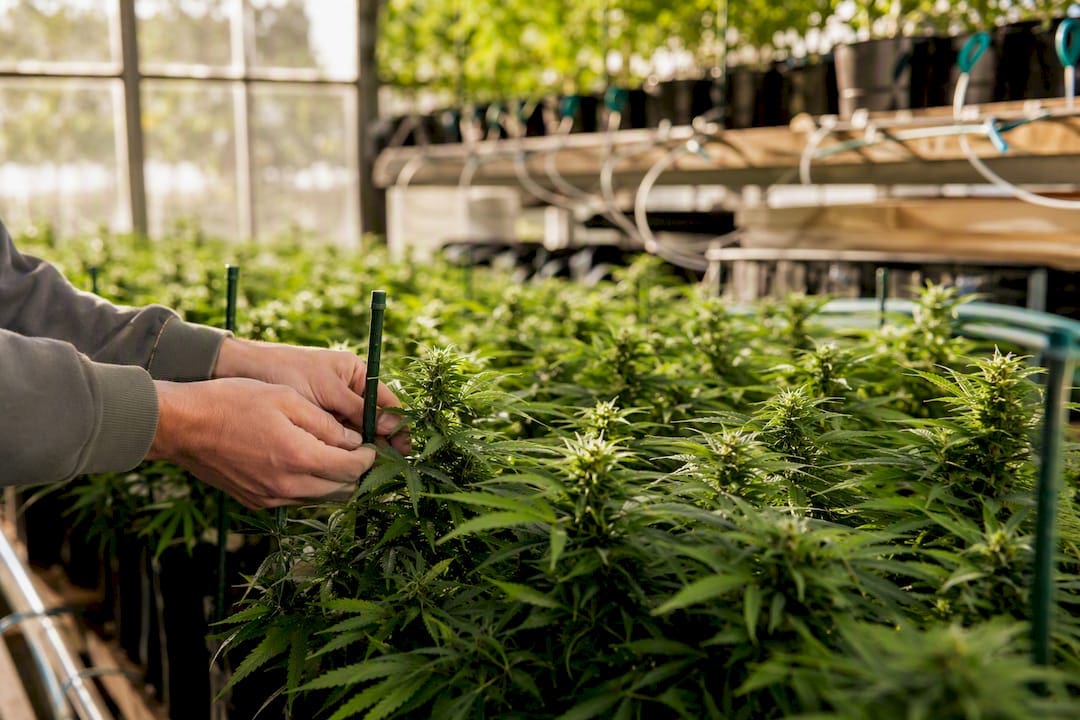 Jeunes plants de cannabis en serre en début de récolte