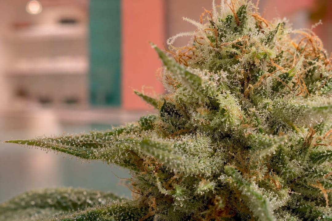 Gros plan sur les trichomes du cannabis sous éclairage de laboratoire