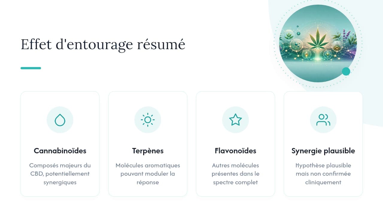 Schéma de l'effet d'entourage illustrant la synergie entre cannabinoïdes, terpènes et flavonoïdes