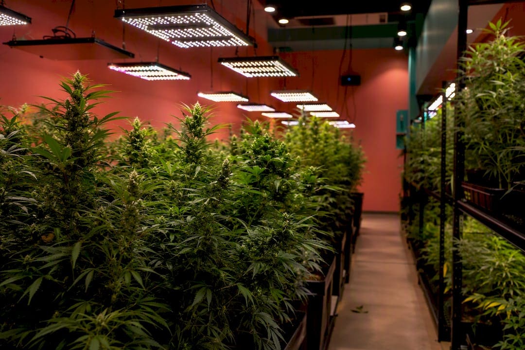 Plantes de cannabis en intérieur dans une salle de culture