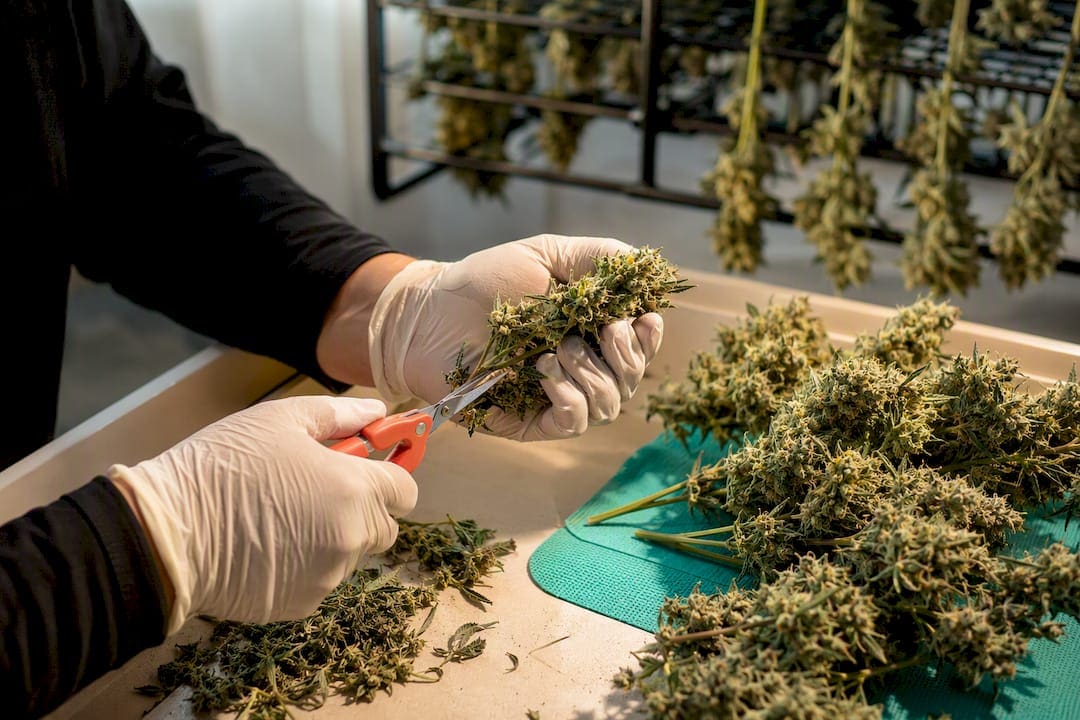 Gloved hands hand-trimming cannabis branches
