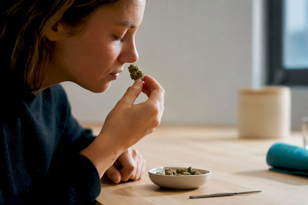 Analyse olfactive d’un échantillon de cannabis