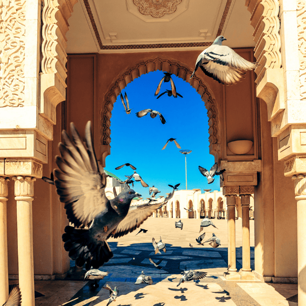 10 Days Tour From Casablanca through Imperial Cities to the South Desert