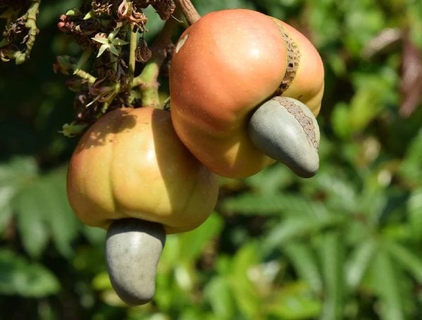Cashew Apple