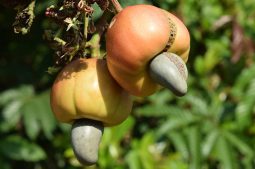 Research & Development Cashew apple