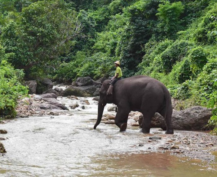 Green Hill Valley Elephant Camp
