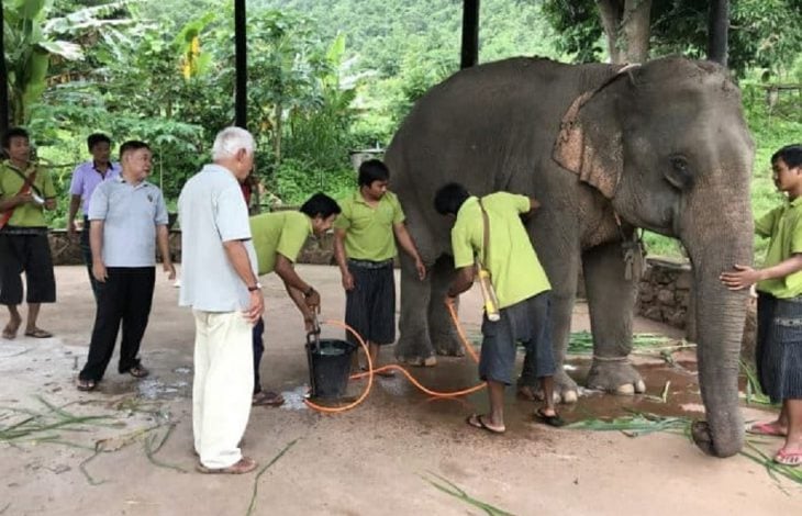 elephant-4-700x500