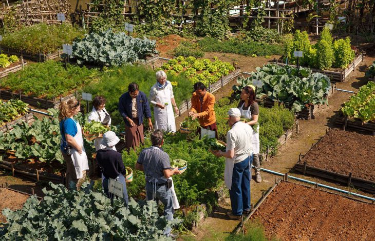 guests-in-the-garden